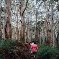 Hiking through the karri forest | Tourism Western Australia