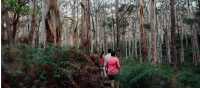 Hiking through the karri forest | Tourism Western Australia