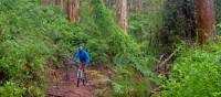 Munda Biddi Trail | Andrew Bain