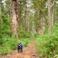 Enjoy hikes through the heart of karri tree country | Frances Andrijich | Tourism Western Australia