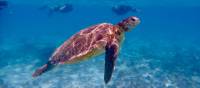 Snorkel with turtles