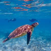 Snorkel with turtles