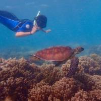 Snorkel with turtles