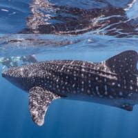 Snorkelling with whale sharks at Ningaloo Reef | Jake Parker