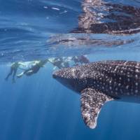 Snorkelling with whale sharks at Ningaloo Reef | Jake Parker