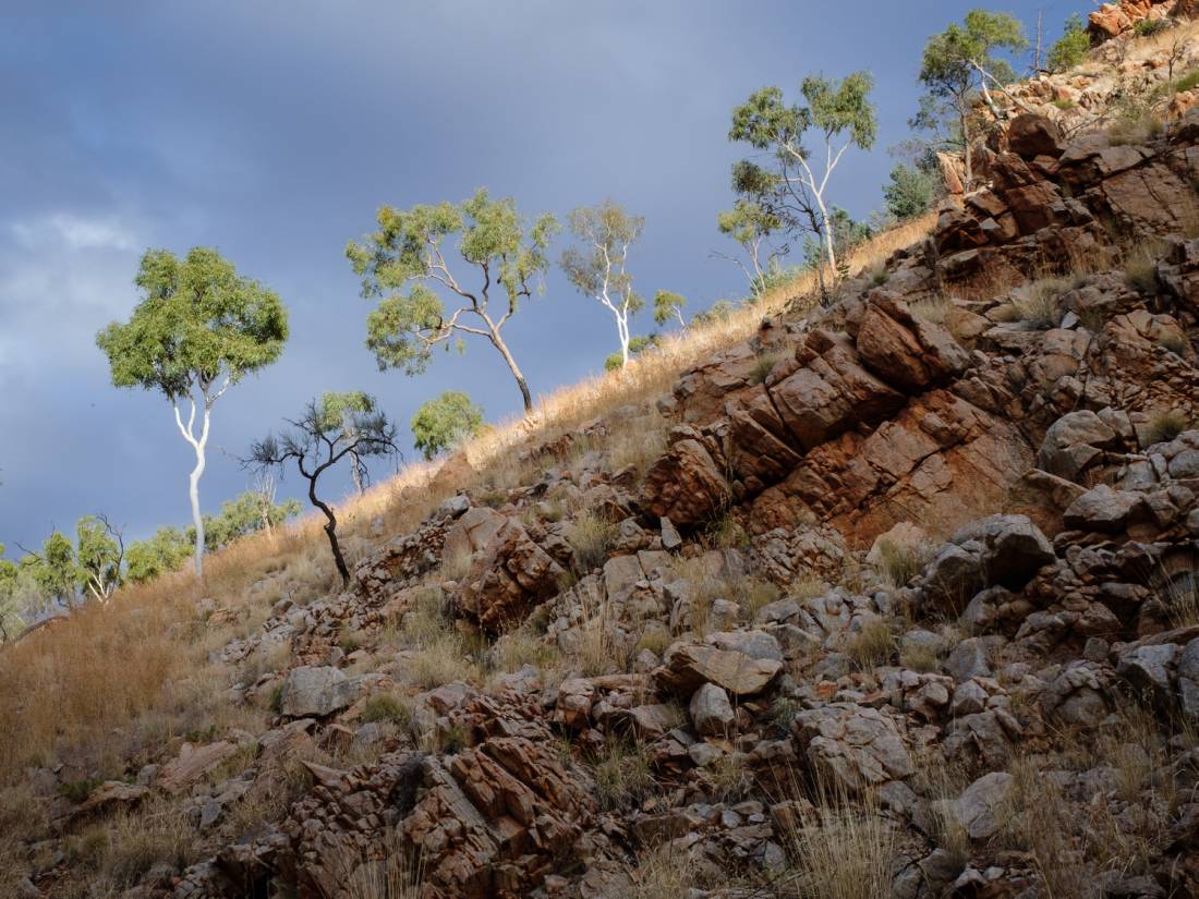 Ghost Gums