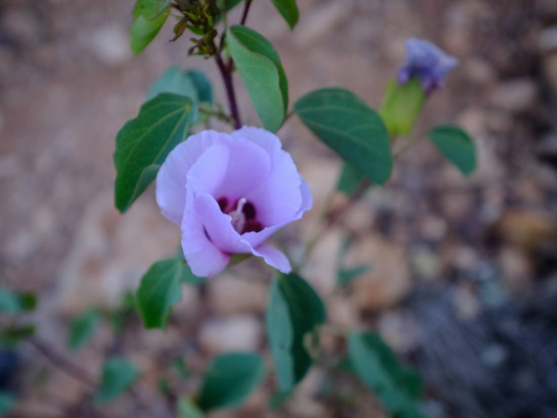 Stuart's Desert Rose