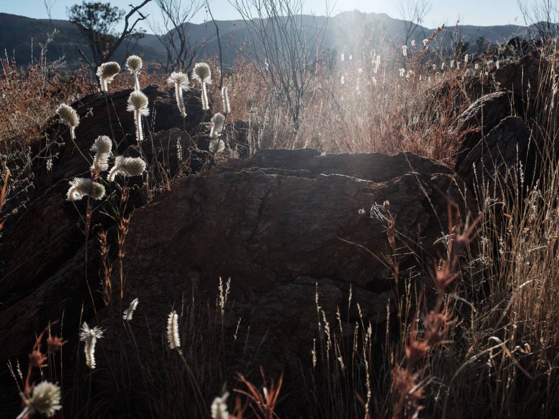 Yellowtales on the Larapinta Trail