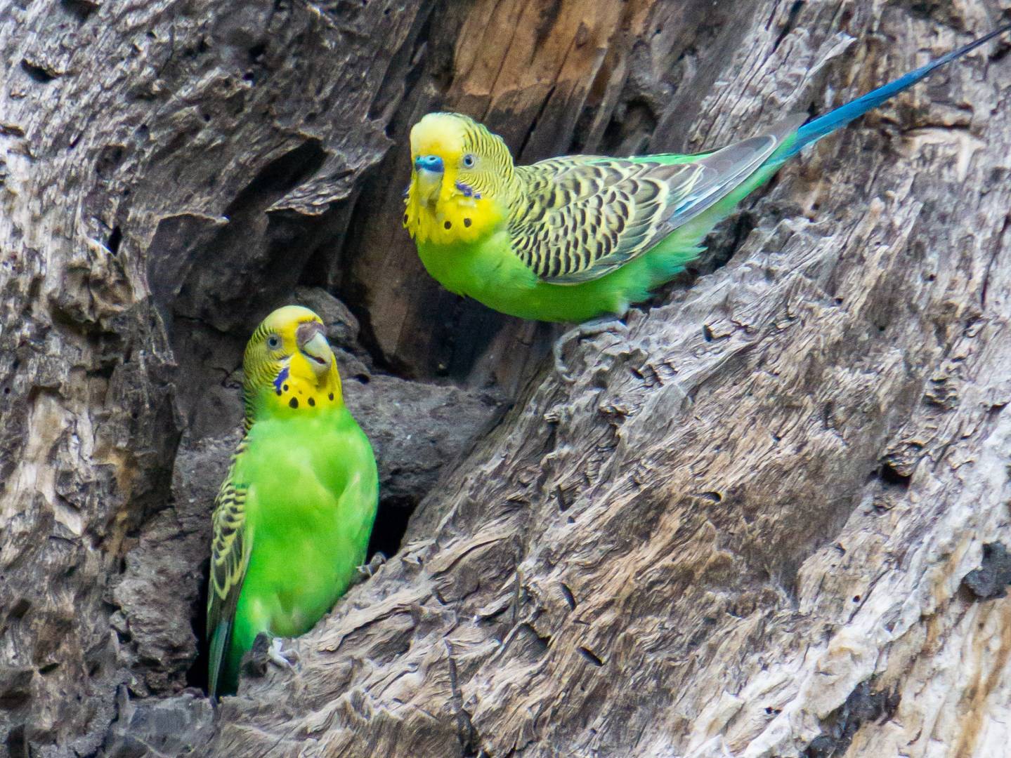 Spot endemic birdlife on the Larapinta |  <i>David Coorey</i>