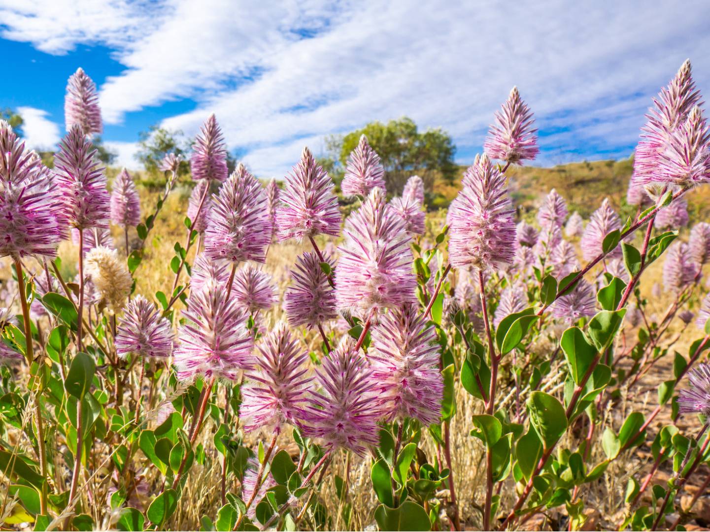 Mulla Mulla (Ptilotus exaltatus) |  <i>David Coorey</i>