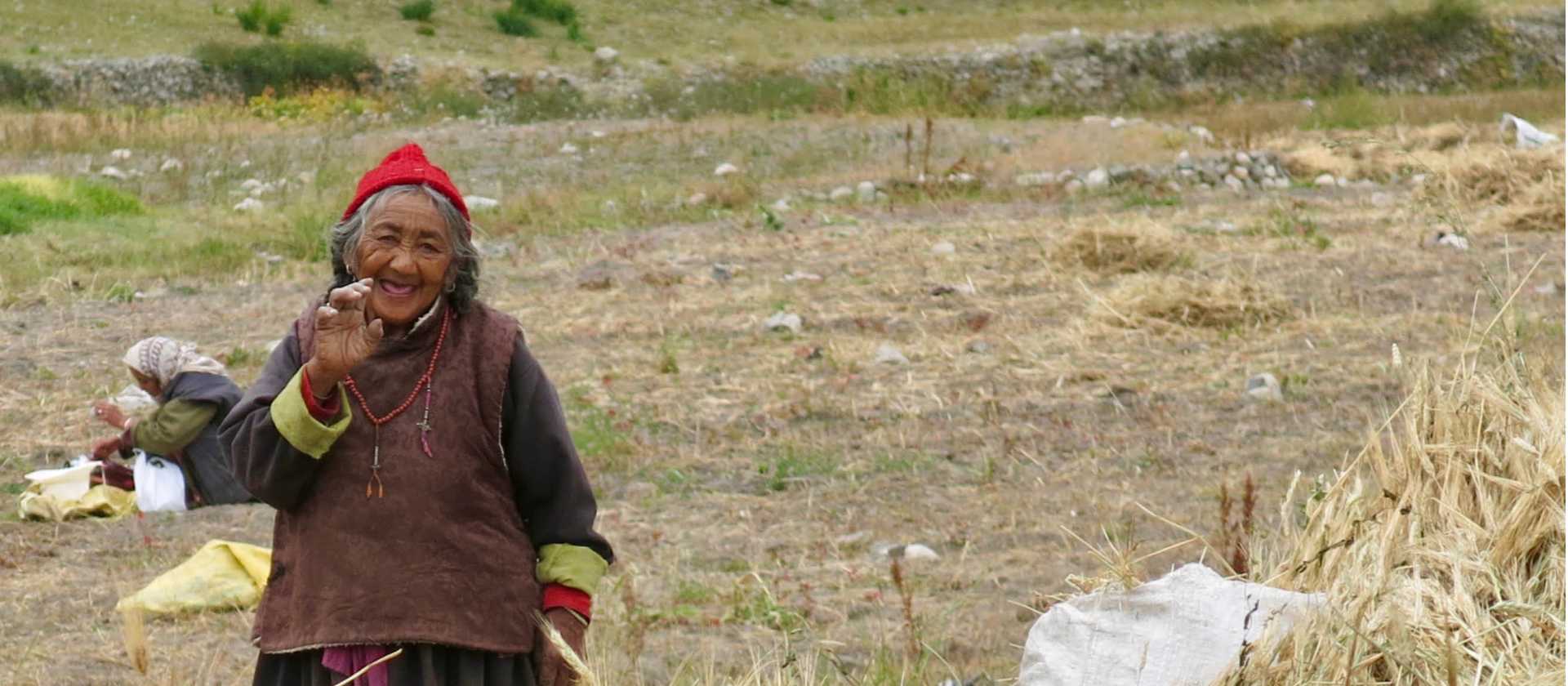 Ladakhi lady in fields Hemis Shukpachan | Margie Thomas