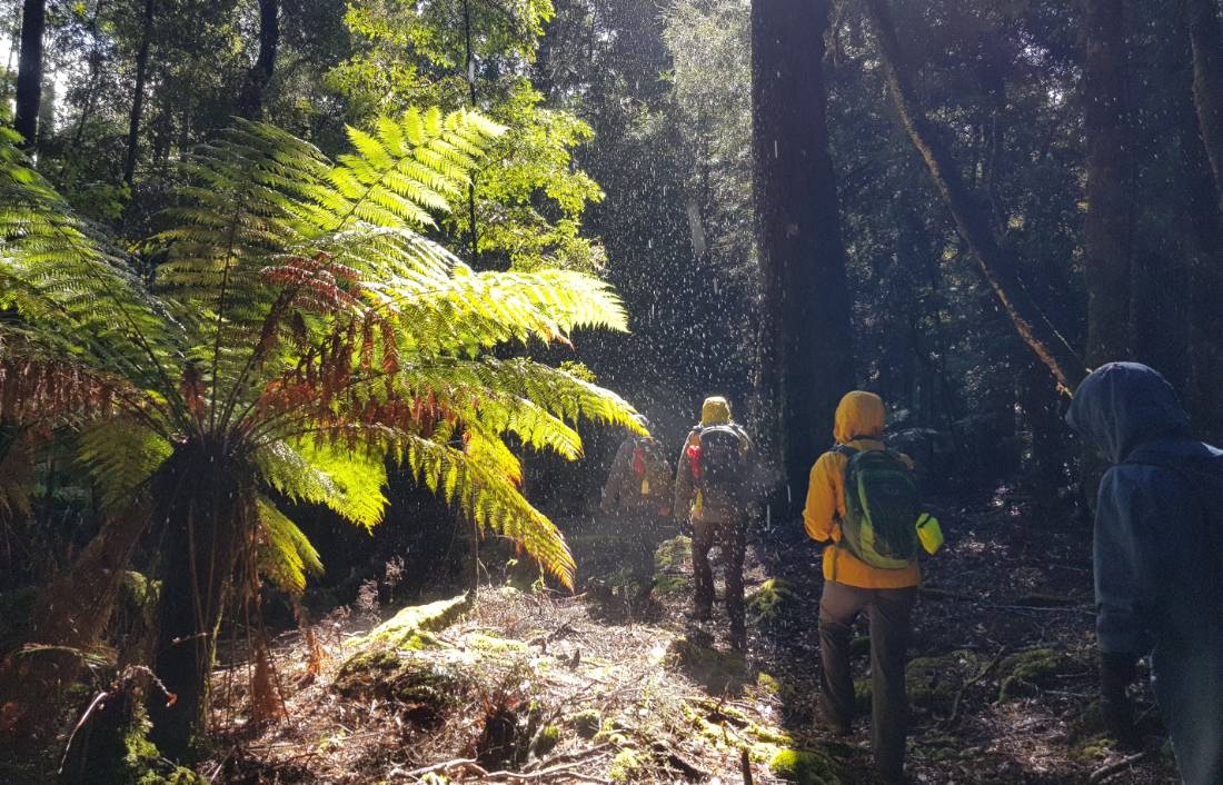 The Tarkine rainforest provides a sanctuary for at least 60 rare species