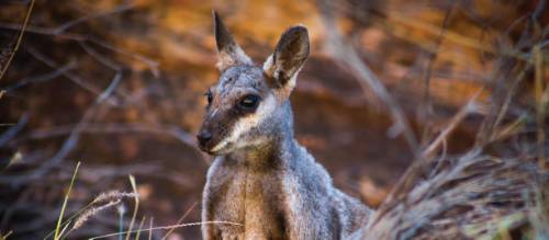 Meet The Shy Black-Flanked Rock-Wallaby