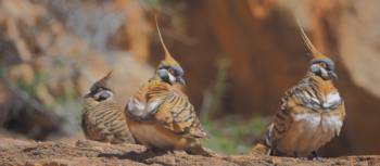 Spinifex pidgins on the Larapinta Trail | Earle Westbury