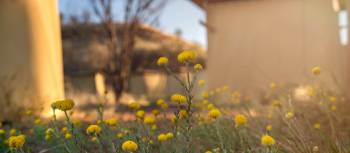 Wildflowers near our eco-comfort camps | Shaana McNaught