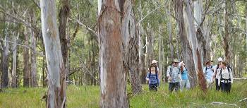 Walking through Eucalyptus forest