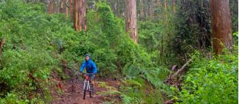 Munda Biddi Trail | Andrew Bain