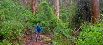 Munda Biddi Trail | Andrew Bain